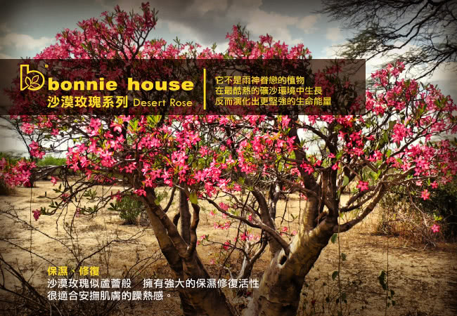 【Bonnie House】沙漠玫瑰喚愛醒膚潔膚乳500ml