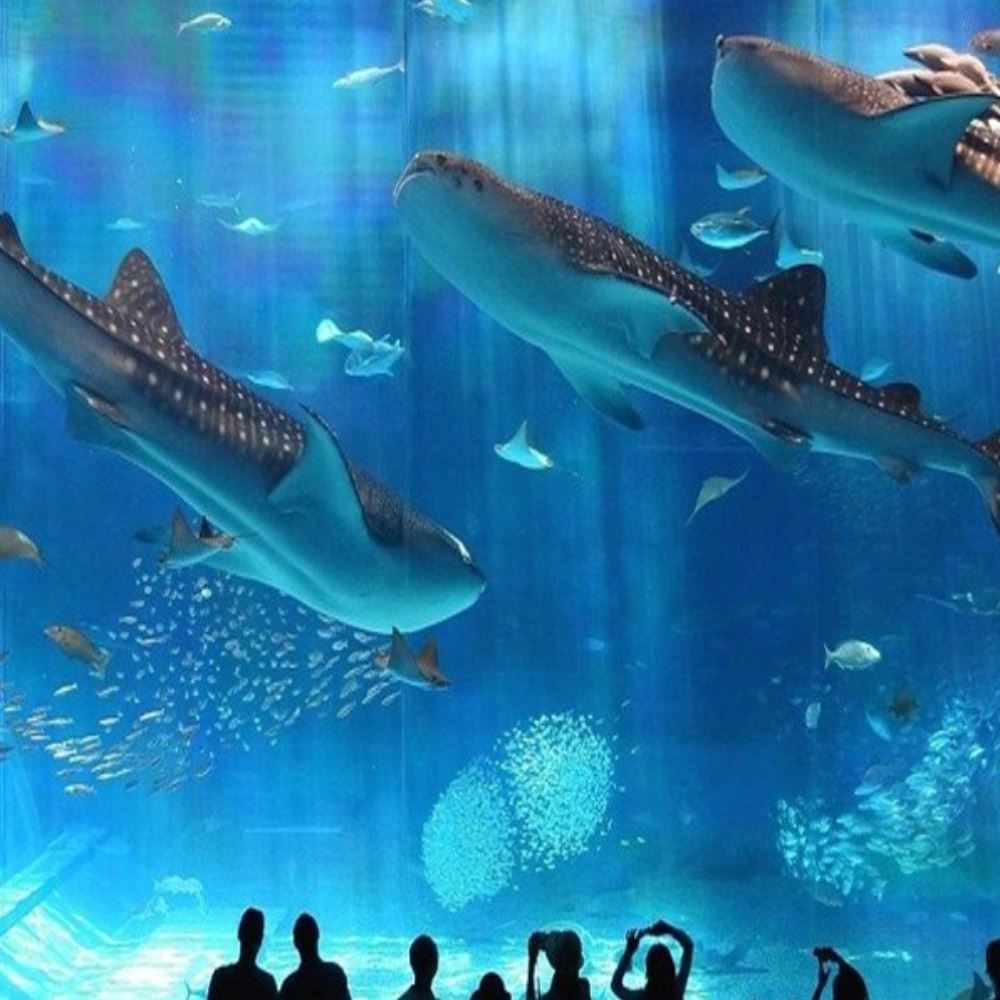 順怡旅遊 沖繩泰潮-歡樂四日《豪華版》(泰越捷航空)好評推薦 順怡旅遊 沖繩泰潮-歡樂四日《豪華版》(泰越捷航空)好評推薦