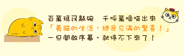 貓咪超有事