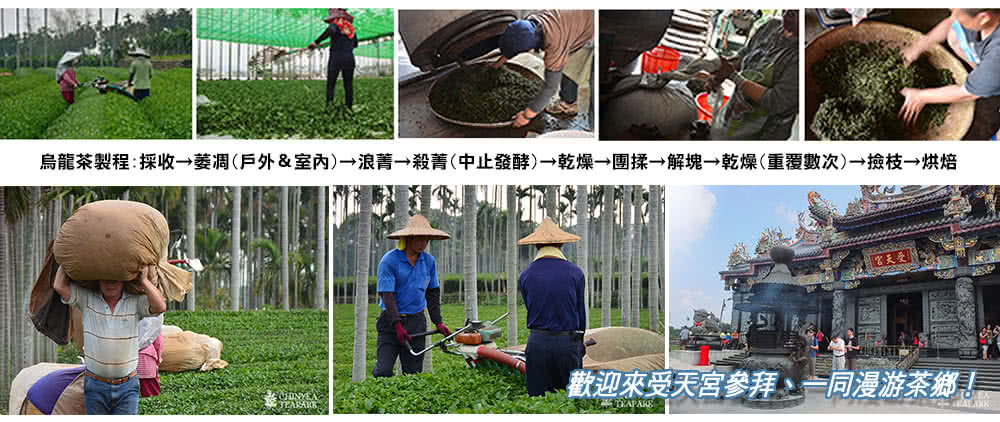 烏龍茶製程採收萎凋戶外室內浪菁殺菁中止發酵乾燥團揉解塊乾燥重覆數次撿枝烘焙 富天受 歡迎來受天宮參拜 一同漫游茶鄉 