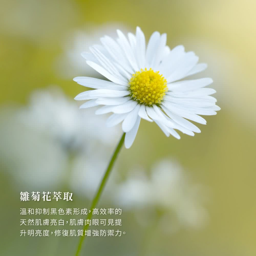 雛菊花萃取 溫和抑制黑色素形成,高效率的 天然肌膚亮白,肌膚肉眼可見提 升明亮度,修復肌質增強防禦力。 
