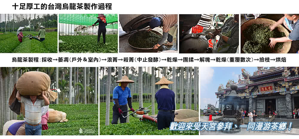 十足厚工的台灣烏龍茶製作過程 烏龍茶製程採收萎凋戶外室內浪菁殺菁中止發酵乾燥團揉解塊乾燥重覆數次撿枝烘焙 歡迎來受天宮參拜、一同漫游茶鄉寻 