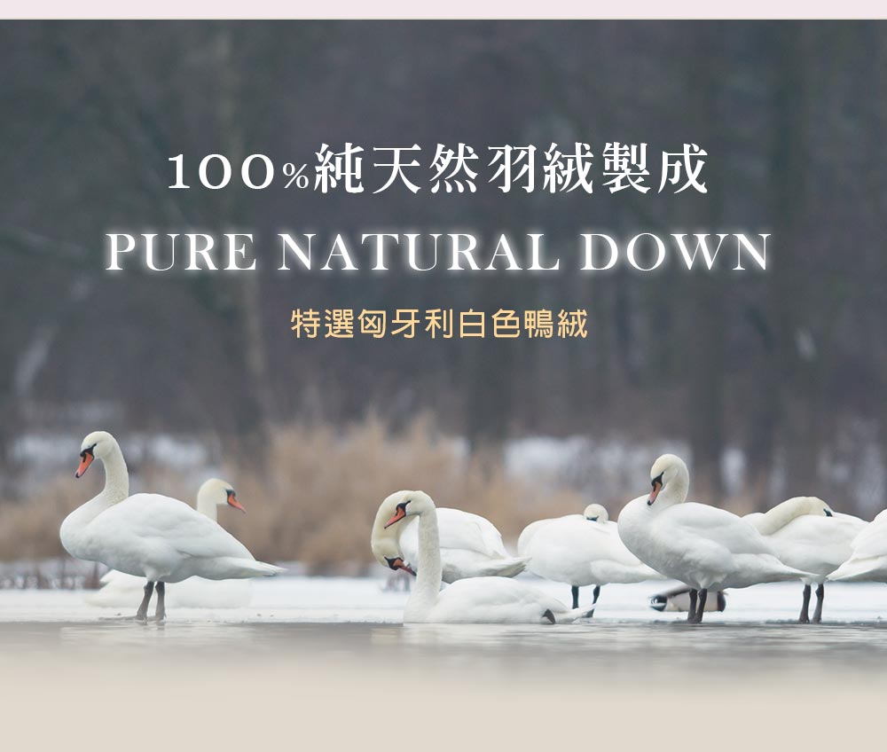 100%純天然羽絨製成 特選匈牙利白色鴨絨 