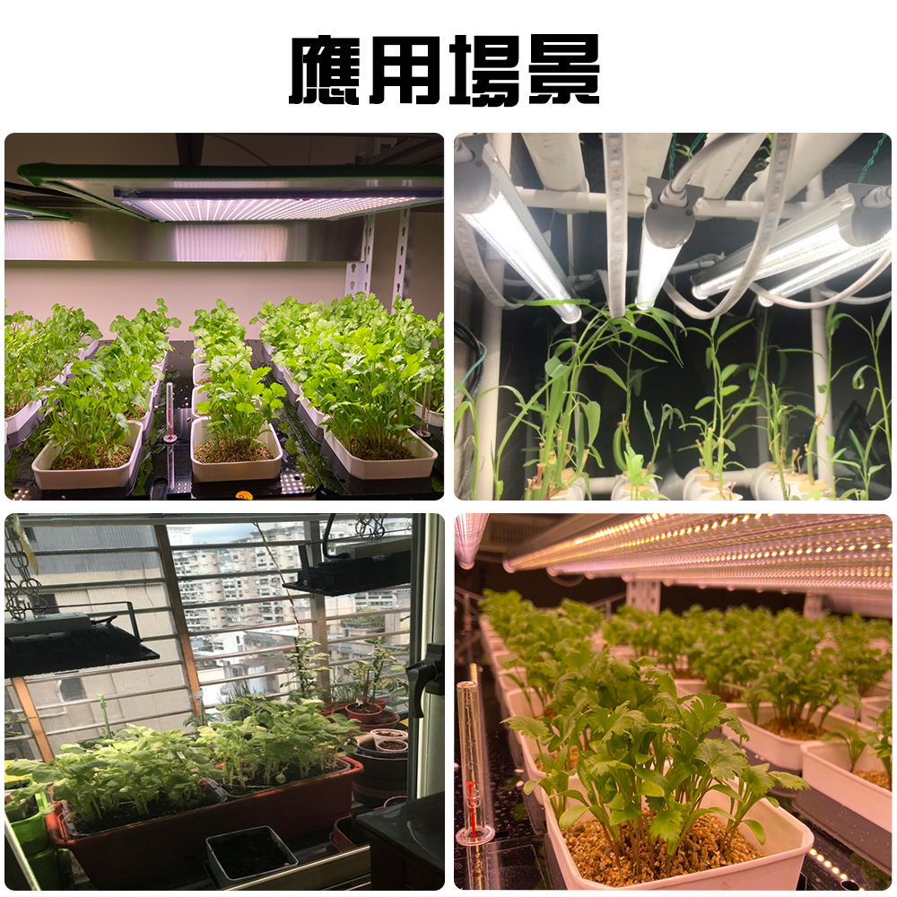 Jiunpey 君沛 燈板系列50瓦吊掛式植物燈莖葉加強光譜植物成長專用燈 植物生長燈 Momo購物網 Jiunpey 君沛 燈板系列50瓦吊掛式植物燈莖葉加強光譜植物成長專用燈 植物生長燈 Momo購物網