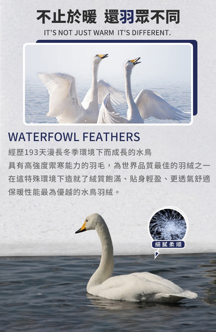 具有高強度禦寒能力的羽毛,為世界品質最佳的羽絨之一