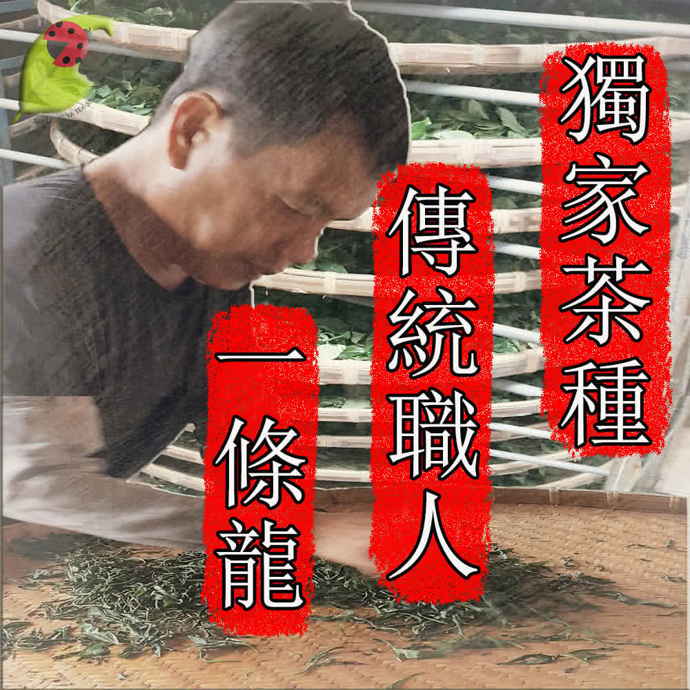 獨家茶種 傳統職 條龍 