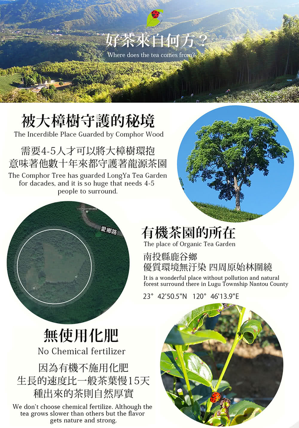 意味著他數十年來都守護著龍源茶園