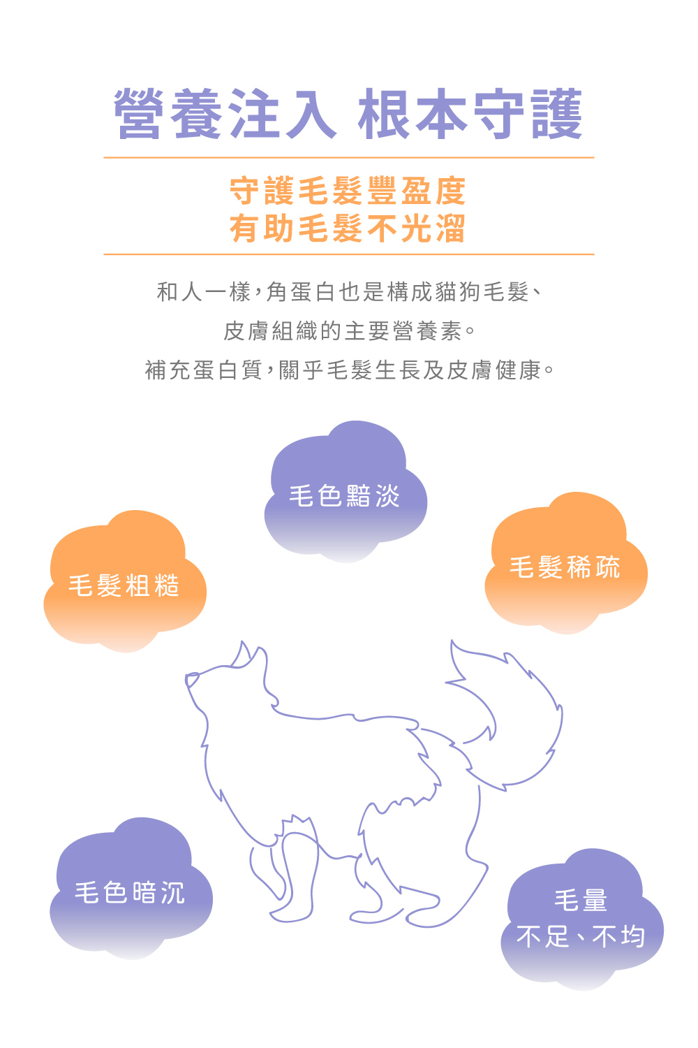 補充蛋白質,關乎毛髮生長及皮膚健康。