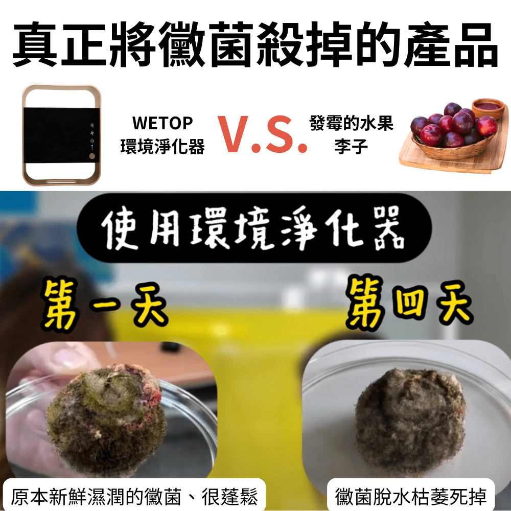 原本新鮮濕潤的黴菌、很蓬鬆