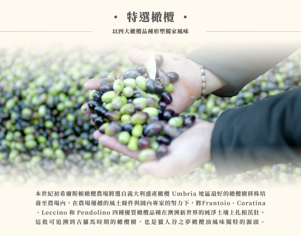 、Leccino 和 Pendolino 四種優質橄欖品種在澳洲新世界的純淨土壤上扎根茁壯。