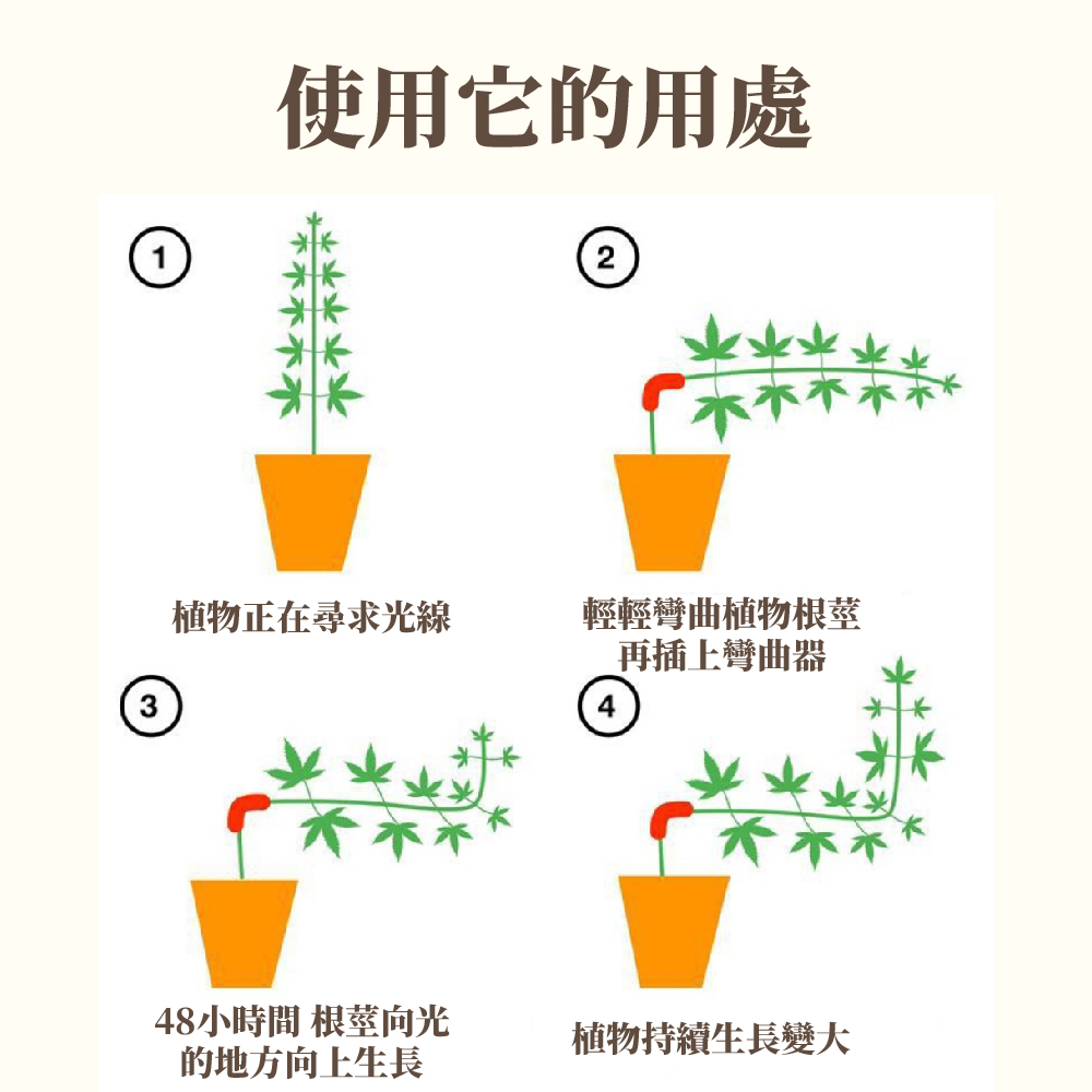 48小時間 根莖向光