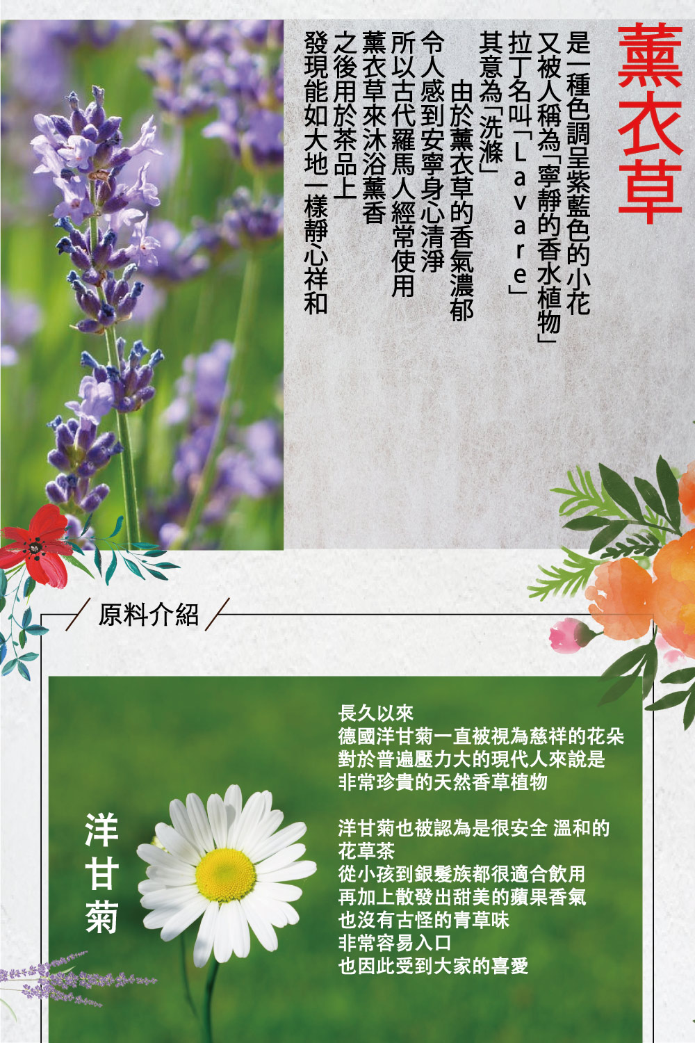 德國洋甘菊一直被視為慈祥的花朵