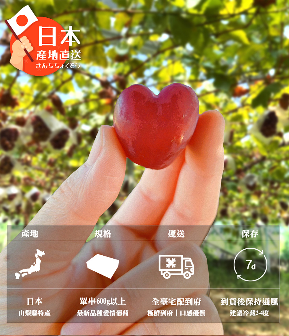 果樹寶石 日本山梨愛情葡萄1大房禮盒（600公克±10%/盒