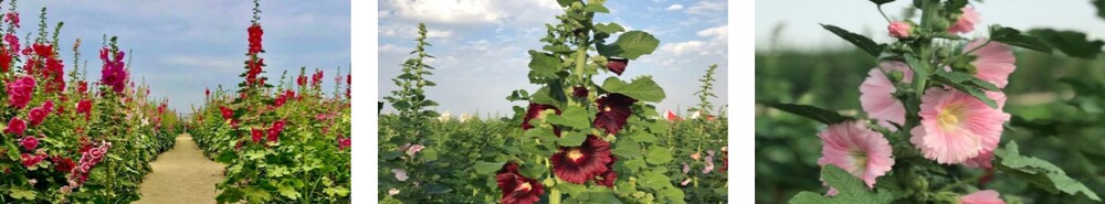 吉航旅遊 暖南花遊記蜀葵花海百年瓦盤鹽田採芋體驗歐風鬱金香二