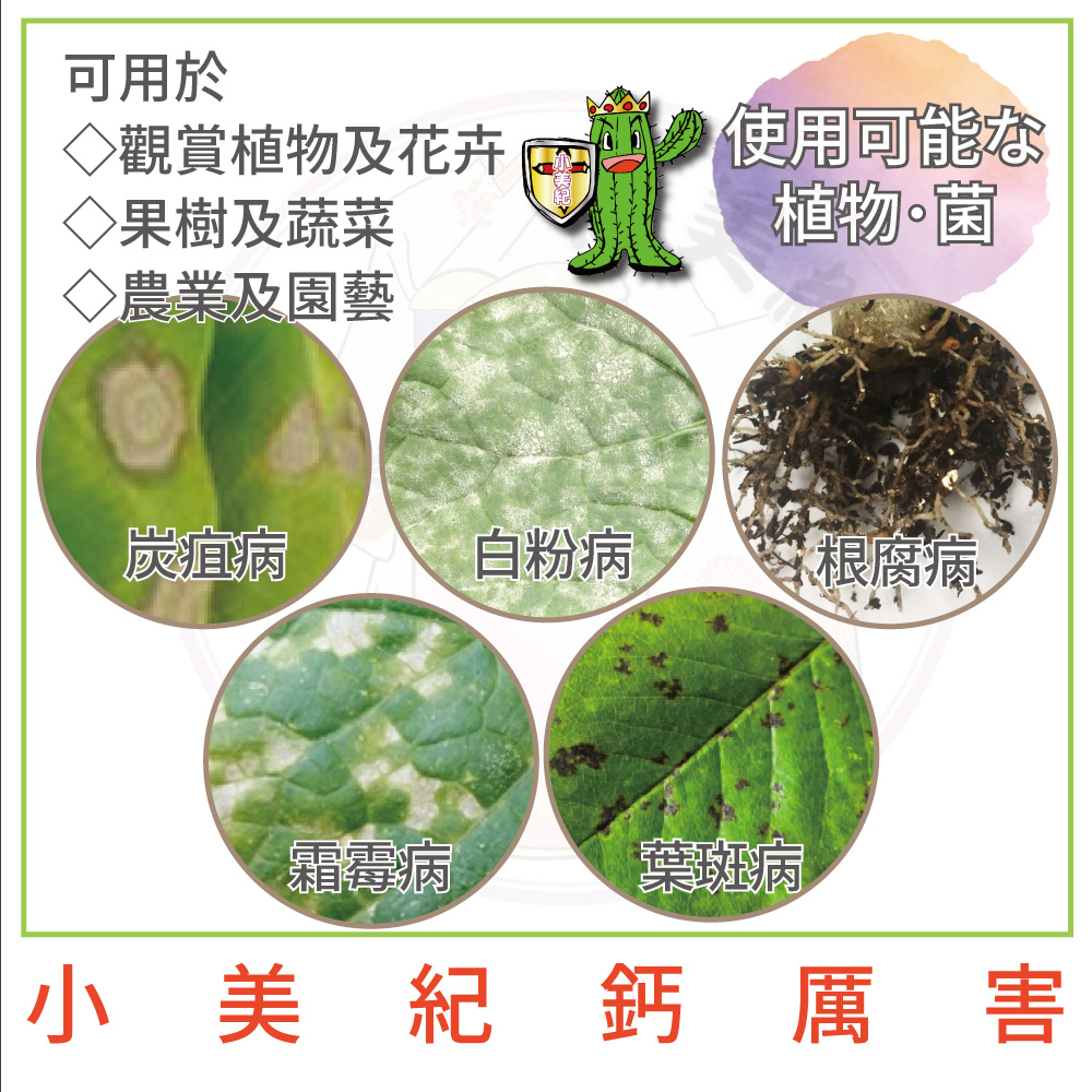 è§è³æ¤ç©åè±å