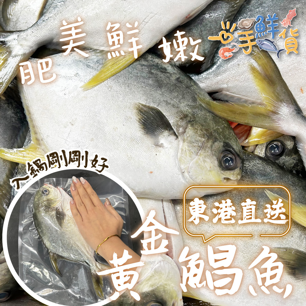 一手鮮貨 東港黃金鯧魚(4尾組/單尾殺清前500g)好評推薦