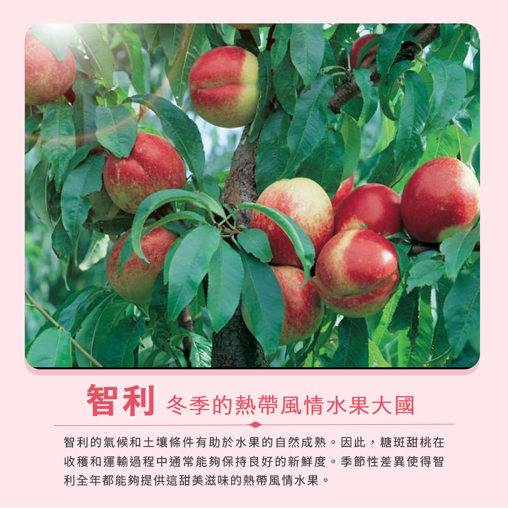 FruitGo 馥果 智利糖斑甜桃15-20顆x1盒_1.5