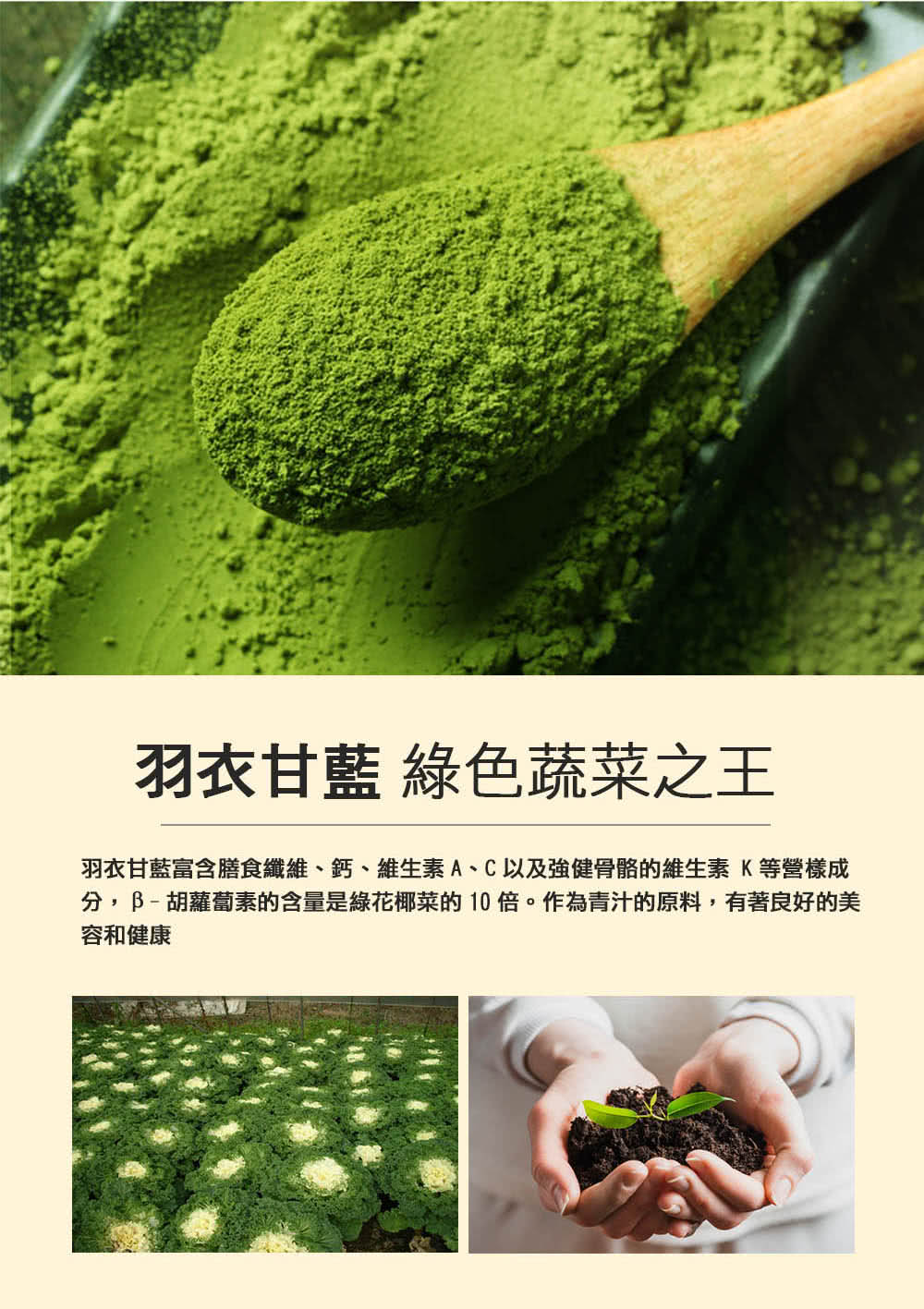 羽衣甘藍 綠色蔬菜之王 羽衣甘藍富含膳食纖維、鈣、維生素A、C以及強健骨骼的維生素K等營樣成 分,胡蘿蔔素的含量是綠花椰菜的 10 倍。作為青汁的原料,有著良好的美 容和健康 
