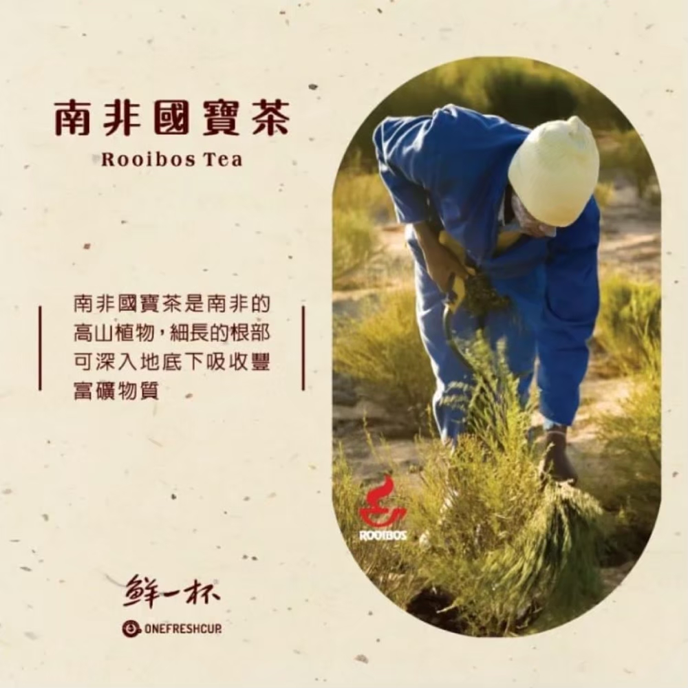 高山植物,細長的根部