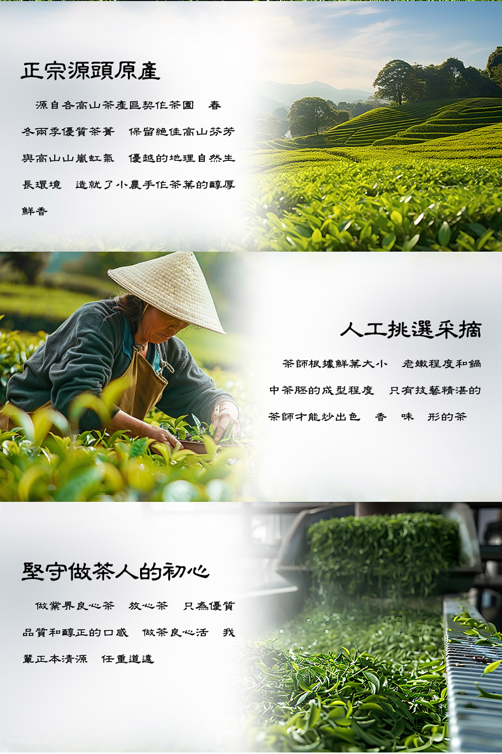 冬兩季優質茶菁 保留絕佳高山芬芳