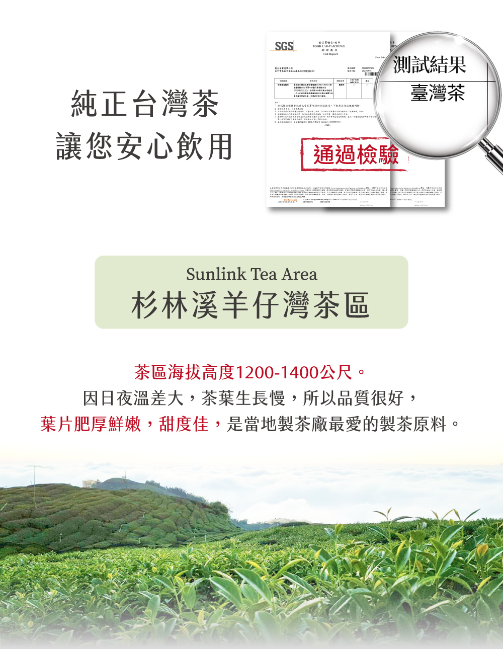 葉片肥厚鮮嫩,甜度佳,是當地製茶廠最愛的製茶原料。