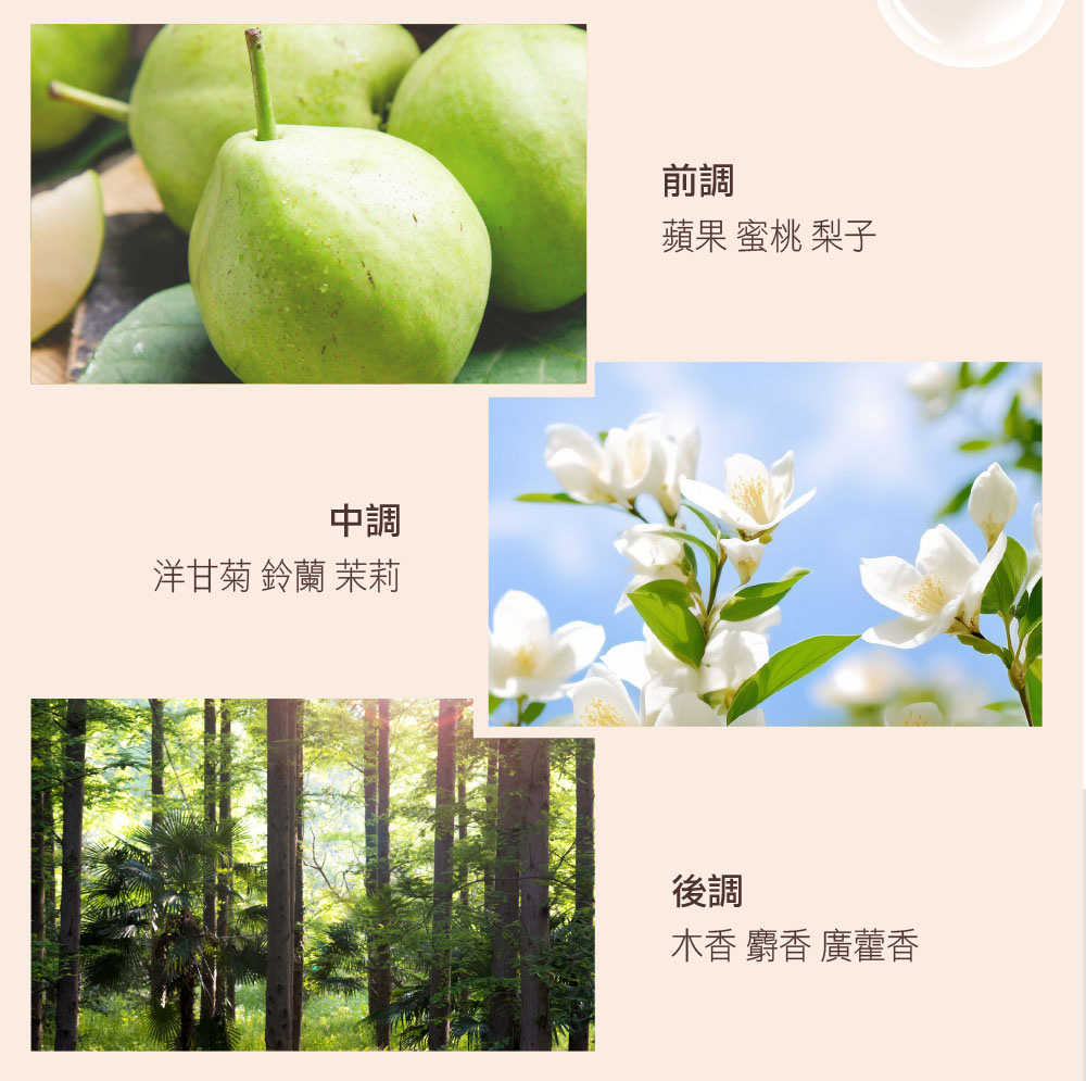 洋甘菊 鈴蘭 茉莉