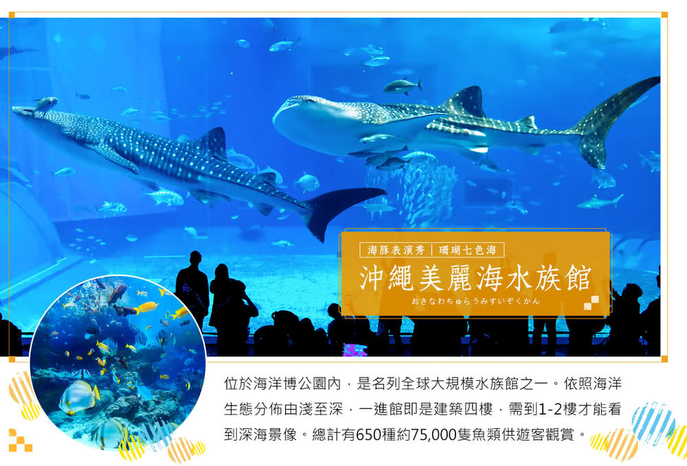 海豚表演秀 珊瑚七色海 沖繩美麗海水族館 位於海洋博公園內,是名列全球大規模水族館之一。依照海洋 生態分佈由淺至深,一進館即是建築四樓,需到12樓才能看 到深海景像。總計有650種約75,000隻魚類供遊客觀賞。 