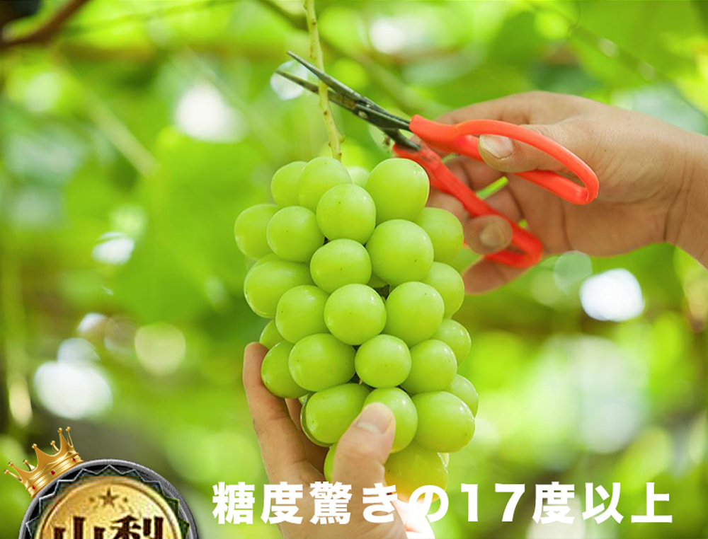 果樹寶石 日本山梨縣相撲級麝香葡萄4大房禮盒2.4kg±5%