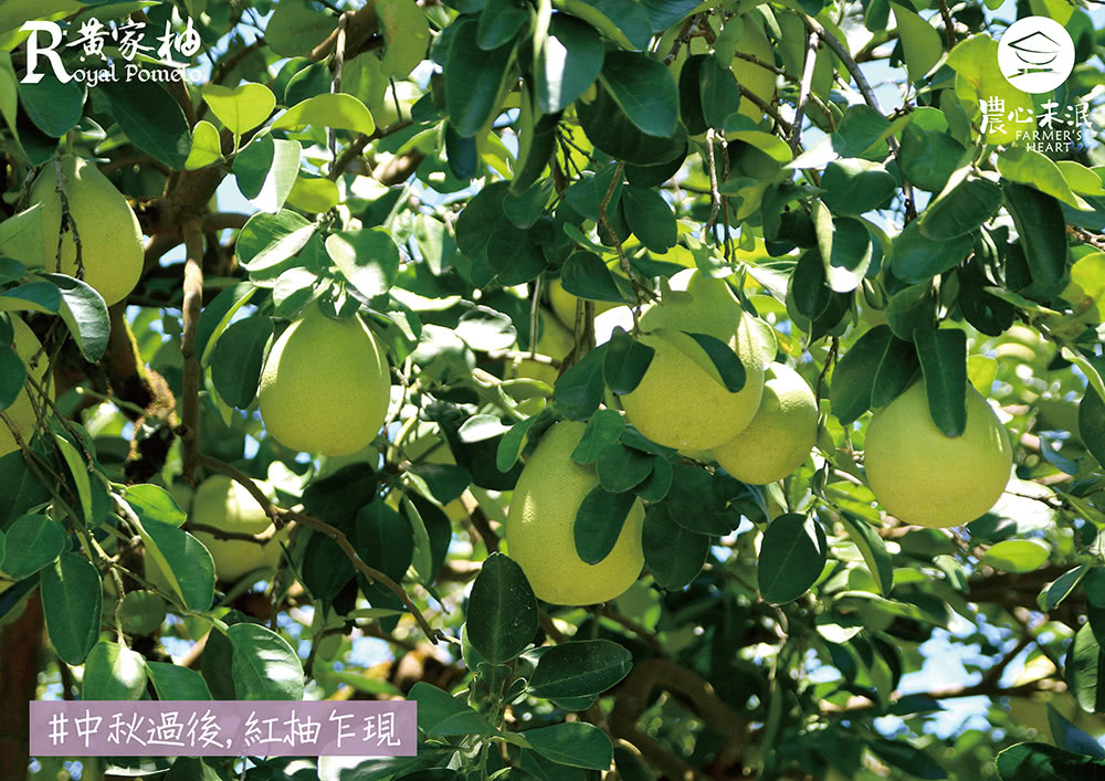 農心未泯 黃家柚花蓮鶴岡紅文旦10斤(約5~7顆/箱_產地直