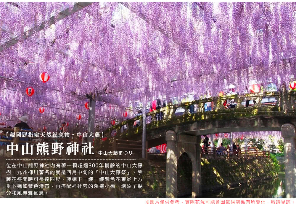 喜鴻假期 【高雄出發．紫愛九州海陸空５日】夢幻紫藤、熊本郵輪