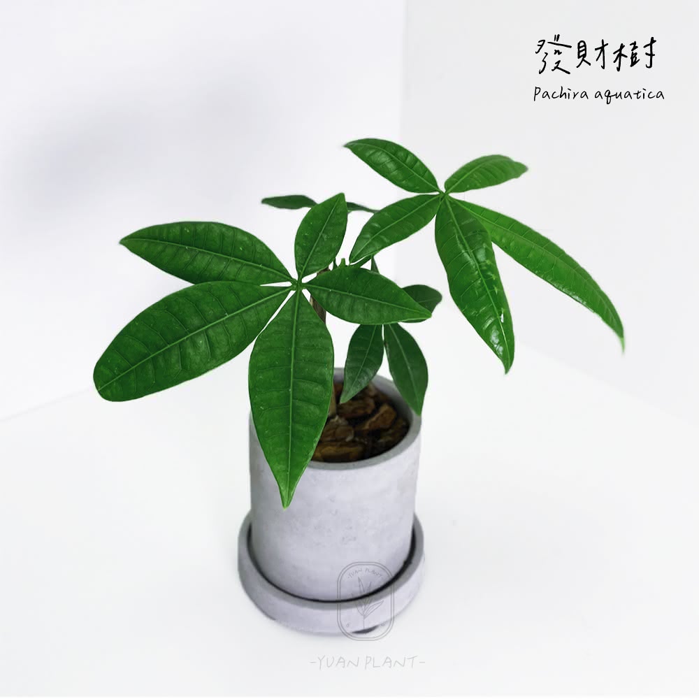 發財樹 