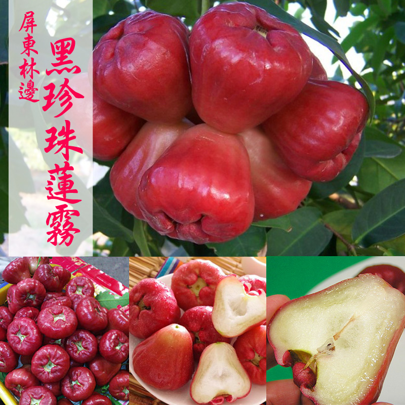 產地直送 屏東林邊黑珍珠蓮霧4台斤X2箱/精裝版(20-26