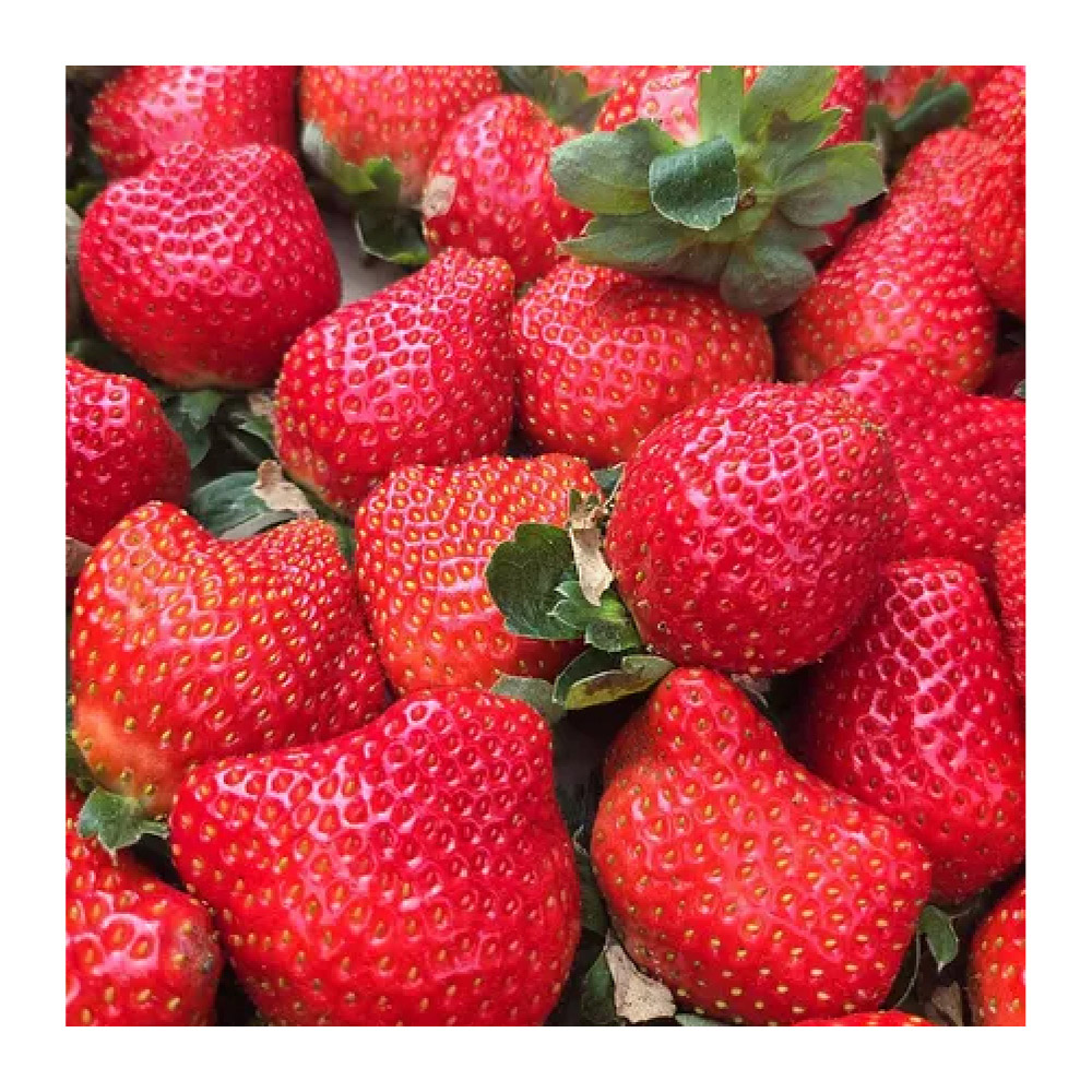 仙菓園 台灣苗栗大湖 草莓一號果 每盒約1.5kg±10% 