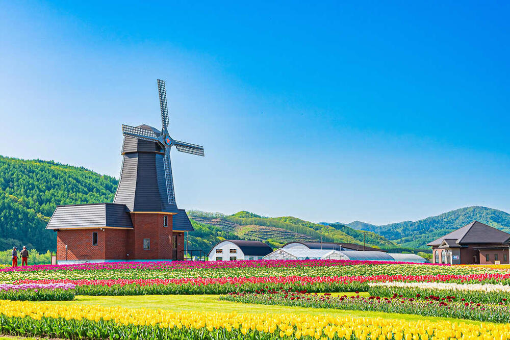 吉航旅遊 精緻假期~北海道道東芝櫻鬱金香摩周湖東藻琴芝櫻丹頂