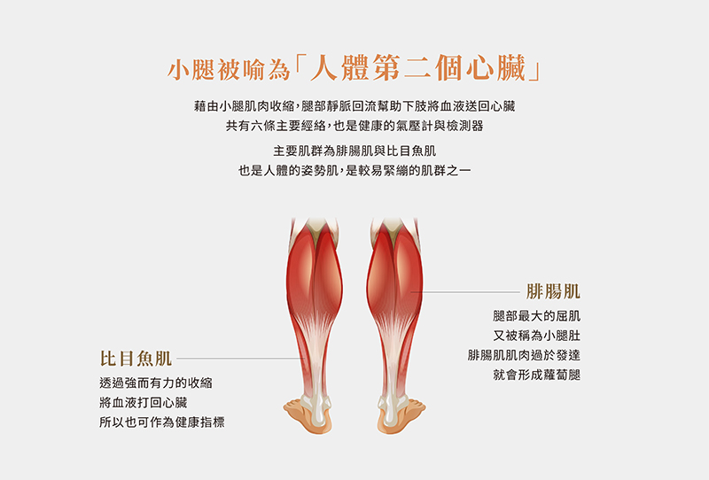 藉由小腿肌肉收縮,腿部靜脈回流幫助下肢將血液送回心臟