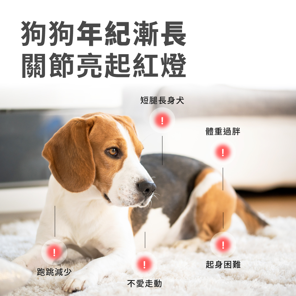 狗狗年紀漸長