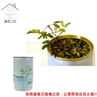 【蔬菜工坊004-E14】iPlant易開罐花卉-含羞草