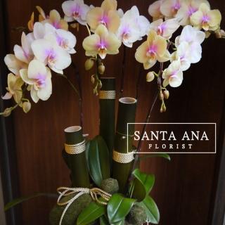 【Santa Ana】日式蘭花組合(蝴蝶蘭與植栽的組合)