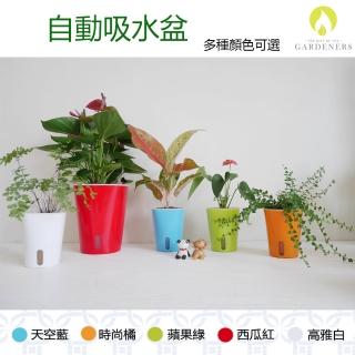 【Gardeners】自動吸水盆9.5cm-10入(花盆)