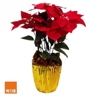 【特力屋】#299七吋聖誕紅盆花