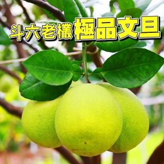 【台灣鮮果-中秋禮盒】55年老欉 正宗斗六文旦(5-8顆/5斤裝/禮盒)