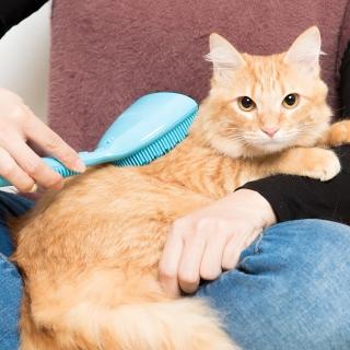 專利點點按摩寵物梳(藍色款-豐厚毛量)