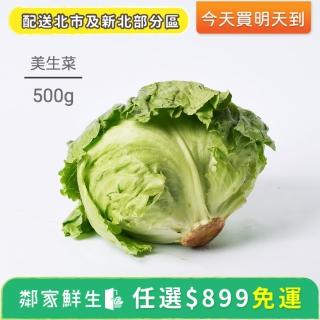 【鄰家鮮生】蔬菜水果任選$899出貨- 美生菜 - 1顆 - 500g ±10%