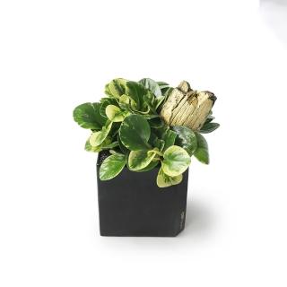 【CNFlower 西恩】綻綠-斑葉圓葉椒草 CN黑方盆(送禮/植栽/植物/觀葉植物)