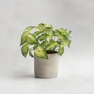 【花意空間】合果芋仿真植栽(仿真植物 人造盆栽)