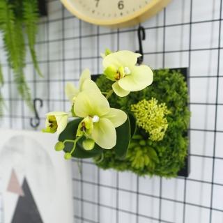 【HUGO DECO 榆果傢飾】綠蝴蝶蘭植生框(擬真植栽/植生框/多肉植物/居家佈置/節慶送禮)