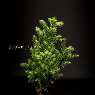 【微糖花植間】迷你珍珠柳杉植物組(植物盆栽)