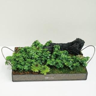 【CNFlower 西恩】免運專人專車配送限台北市 森林家宴 多肉植栽(送禮/植栽/植物/觀葉植物/多肉)