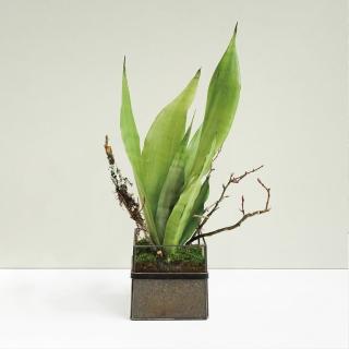 【CNFlower 西恩】免運專人專車配送限台北市 銀后虎尾蘭(送禮/植栽/植物/觀葉植物/多肉)