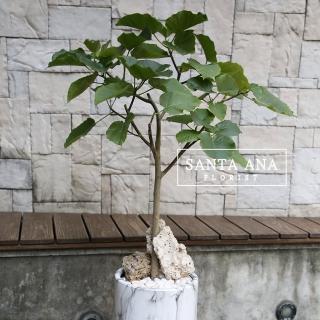心葉榕盆栽(心葉榕與大理石紋盆的組合)